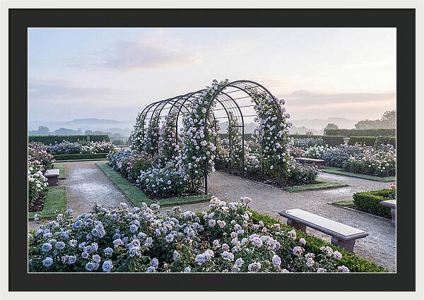 Rose Garden In Peak Bloom