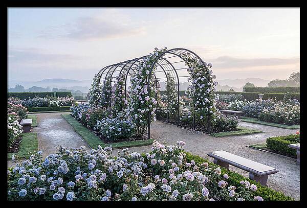 Rose Garden In Peak Bloom
