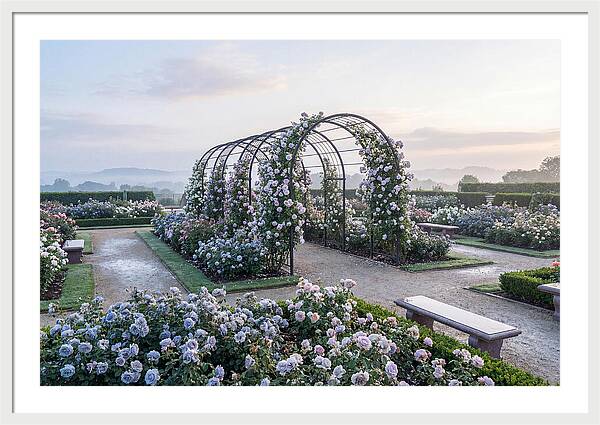 Rose Garden In Peak Bloom