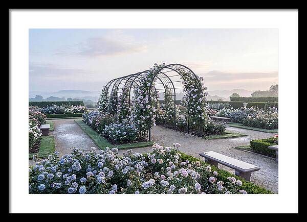 Rose Garden In Peak Bloom