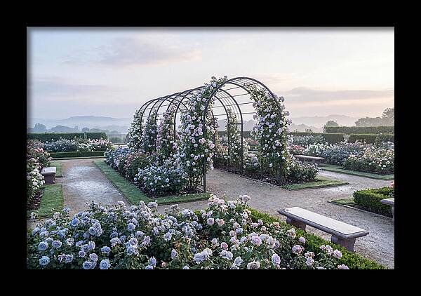 Rose Garden In Peak Bloom