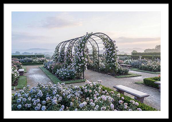 Rose Garden In Peak Bloom