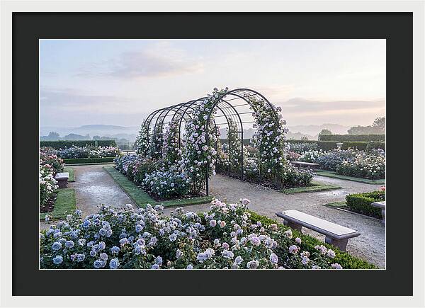 Rose Garden In Peak Bloom