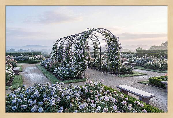 Rose Garden In Peak Bloom
