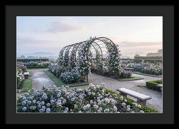 Rose Garden In Peak Bloom