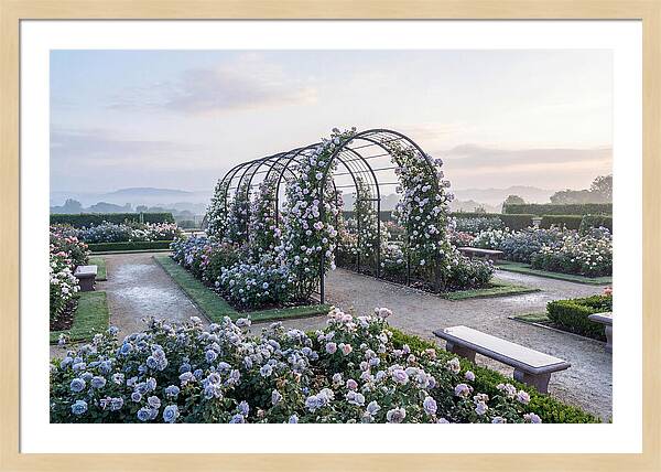 Rose Garden In Peak Bloom