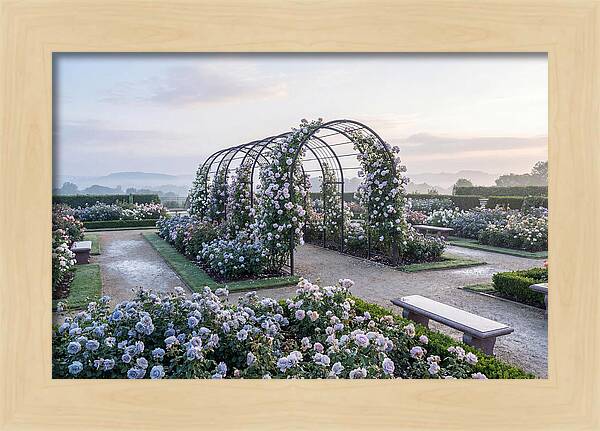 Rose Garden In Peak Bloom