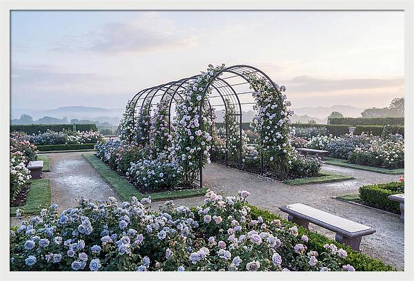 Rose Garden In Peak Bloom
