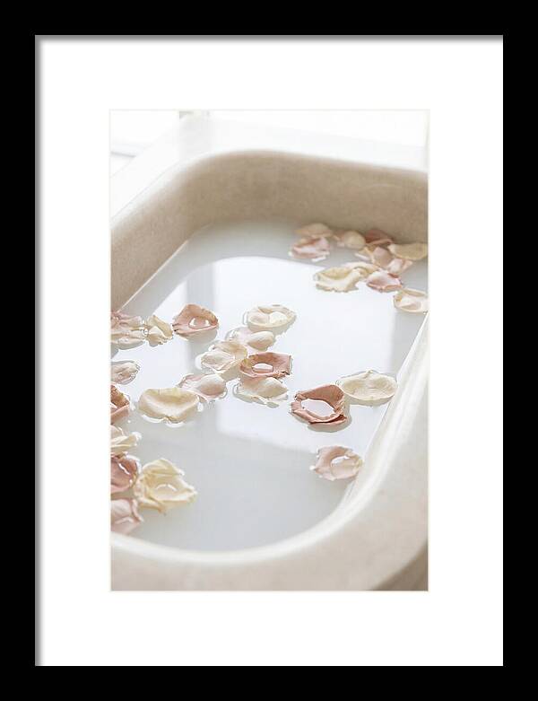 Rose Petals Floating In Serenity