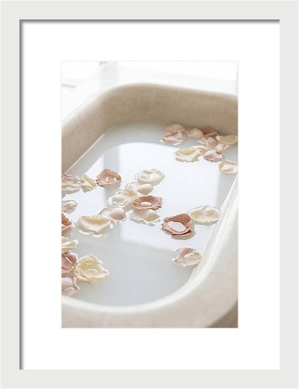 Rose Petals Floating In Serenity