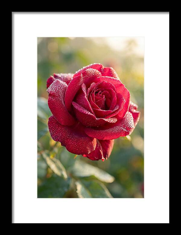 Rose With Dew Drops