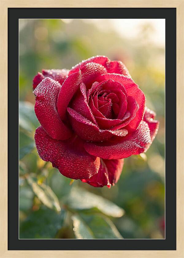 Rose With Dew Drops