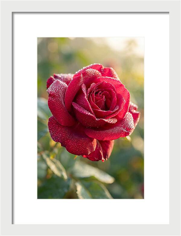 Rose With Dew Drops