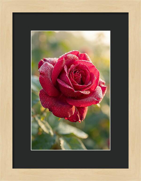 Rose With Dew Drops