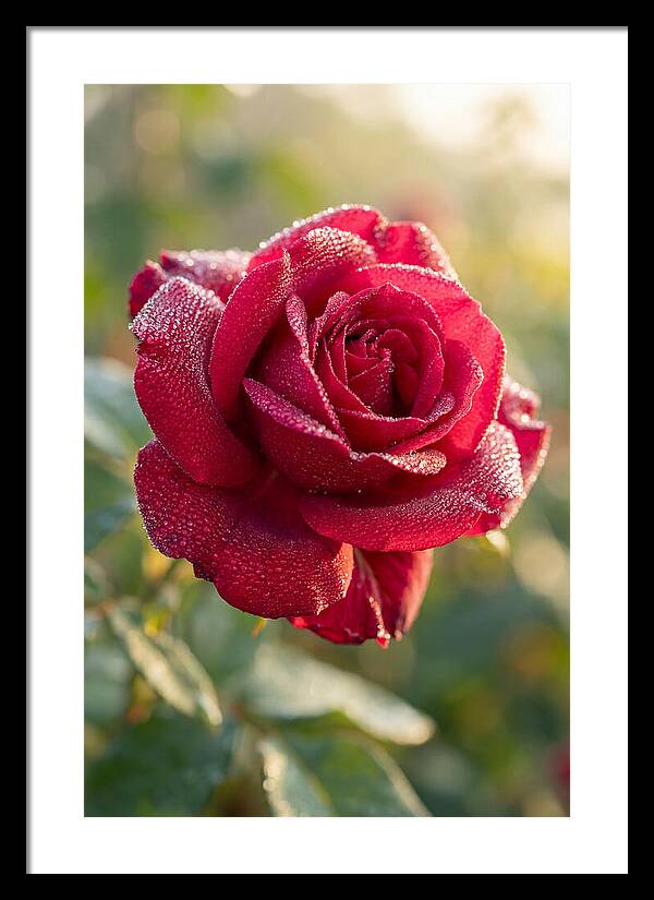 Rose With Dew Drops
