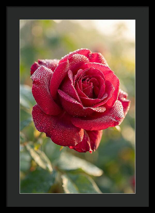 Rose With Dew Drops