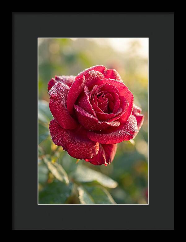 Rose With Dew Drops