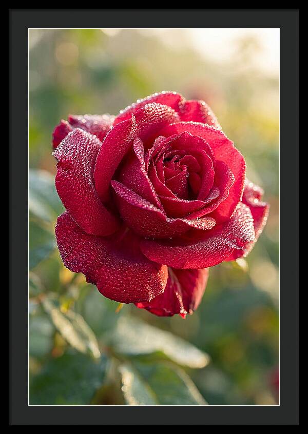 Rose With Dew Drops