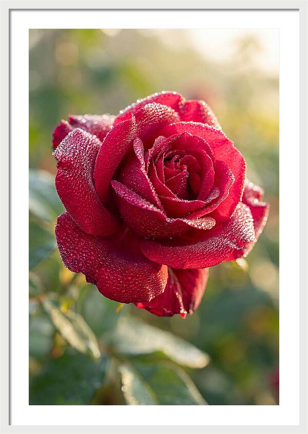 Rose With Dew Drops