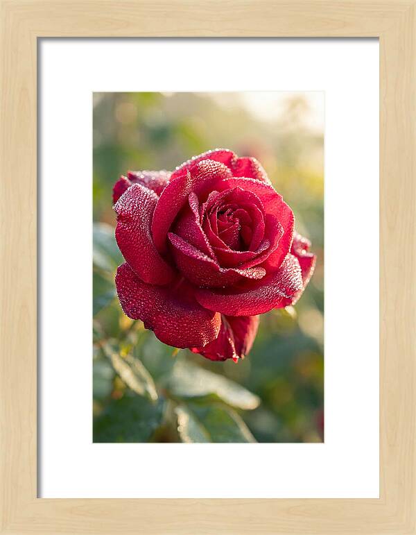 Rose With Dew Drops