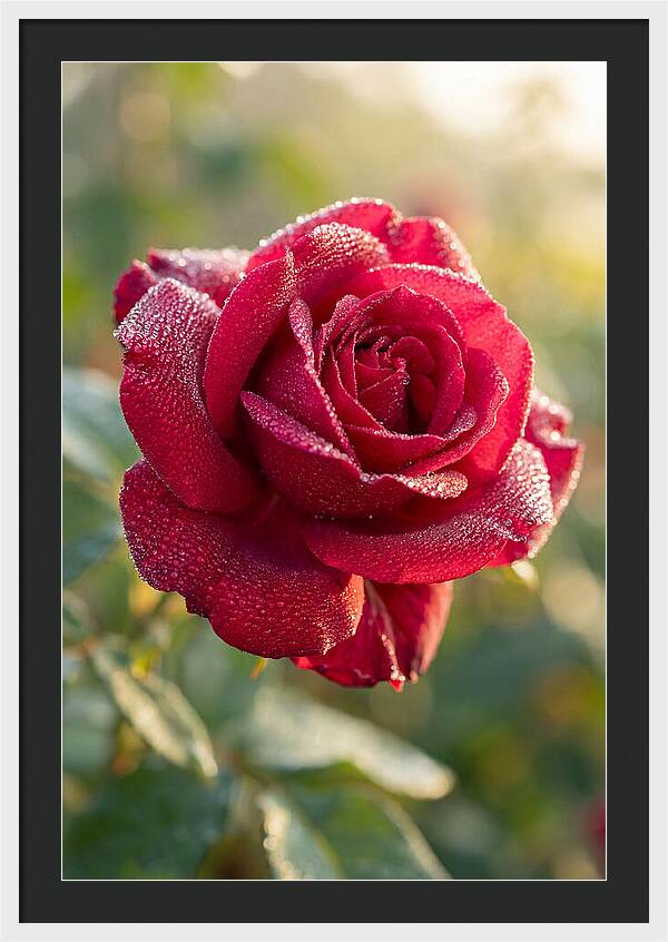 Rose With Dew Drops
