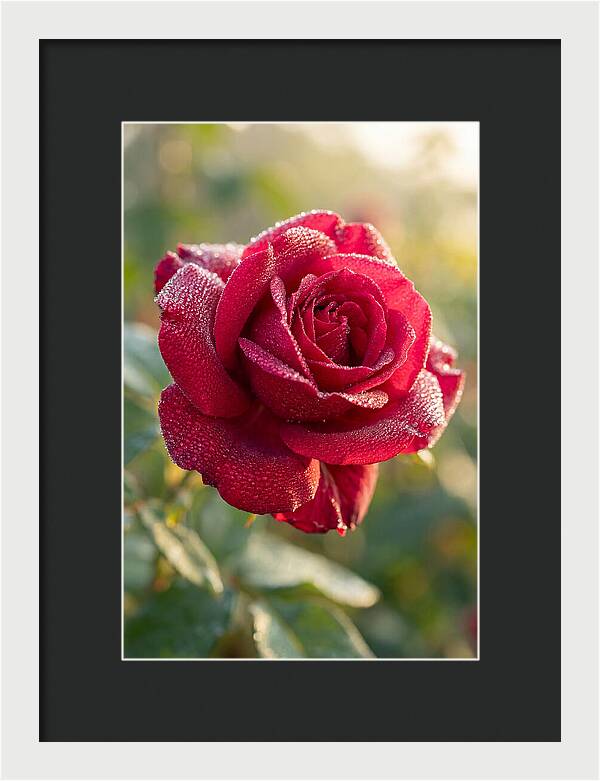 Rose With Dew Drops