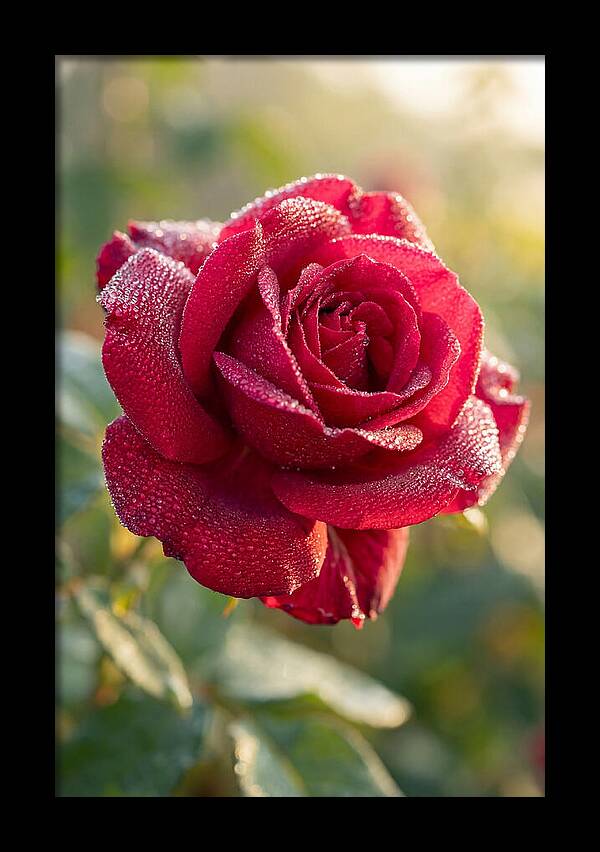 Rose With Dew Drops