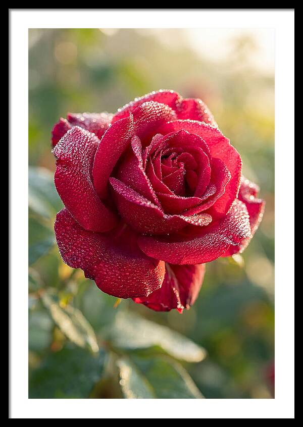 Rose With Dew Drops