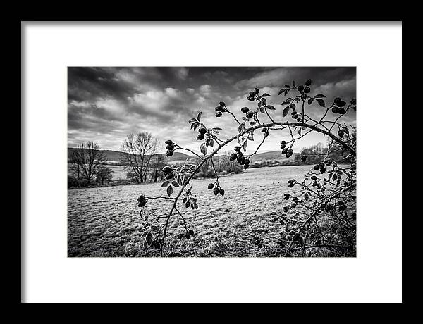 Rosehip Branch In Monochrome