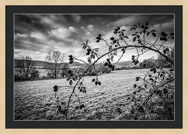 Rosehip Branch In Monochrome