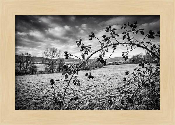Rosehip Branch In Monochrome