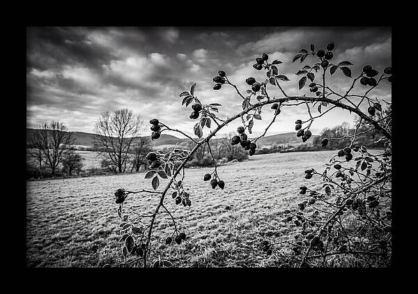 Rosehip Branch In Monochrome