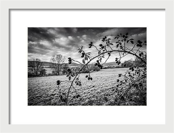 Rosehip Branch In Monochrome