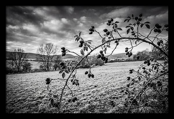 Rosehip Branch In Monochrome