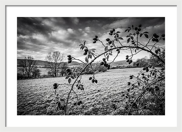 Rosehip Branch In Monochrome