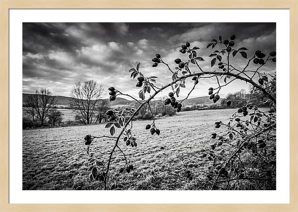 Rosehip Branch In Monochrome