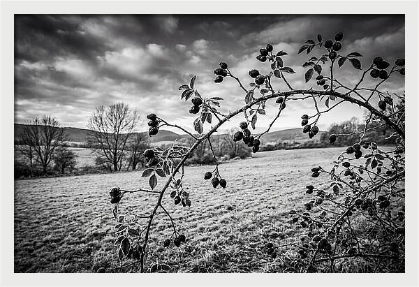 Rosehip Branch In Monochrome