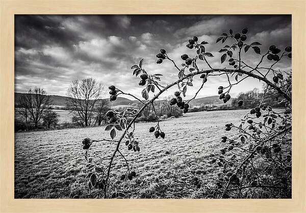 Rosehip Branch In Monochrome