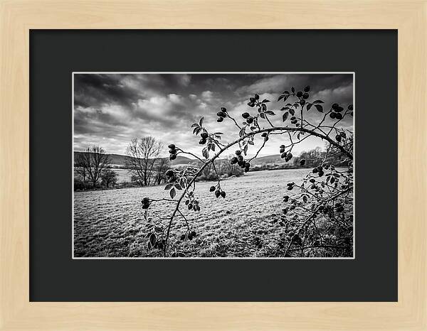 Rosehip Branch In Monochrome