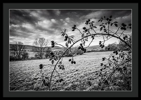 Rosehip Branch In Monochrome