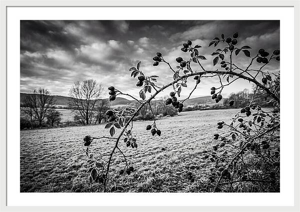 Rosehip Branch In Monochrome