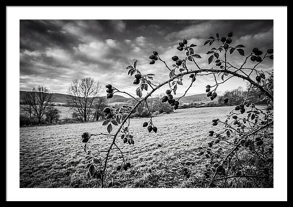 Rosehip Branch In Monochrome