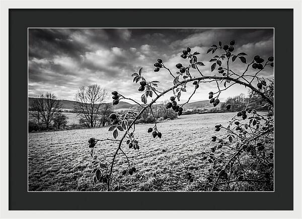Rosehip Branch In Monochrome