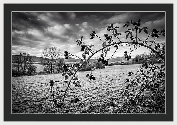 Rosehip Branch In Monochrome