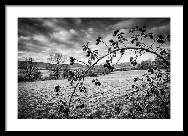 Rosehip Branch In Monochrome