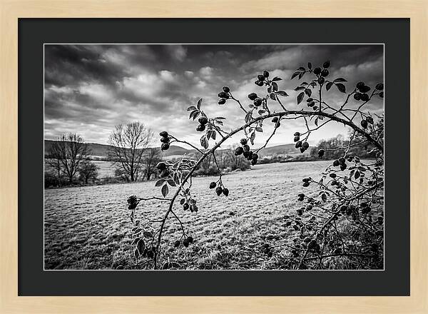 Rosehip Branch In Monochrome
