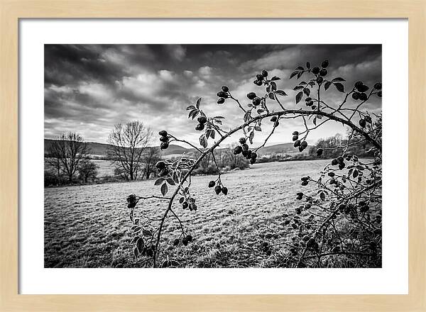 Rosehip Branch In Monochrome