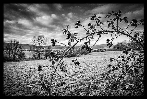 Rosehip Branch In Monochrome