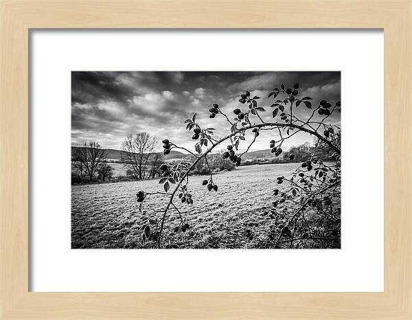 Rosehip Branch In Monochrome