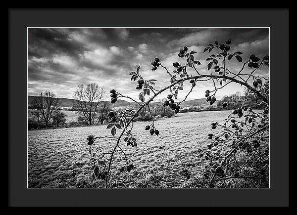 Rosehip Branch In Monochrome